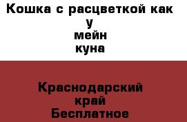 Кошка с расцветкой как у мейн-куна - Краснодарский край Бесплатное » Отдам бесплатно   . Краснодарский край